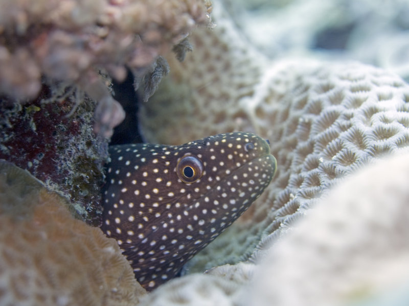 Moray eel, Layang Layang